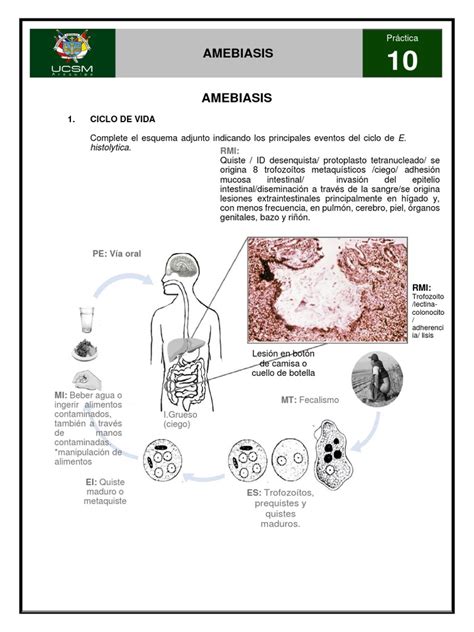 Amebiasis Pdf Especialidades Medicas Medicina Clinica