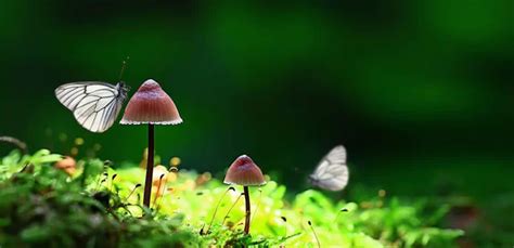 Butterflies And Fungi Stock Photos Royalty Free Butterflies And Fungi