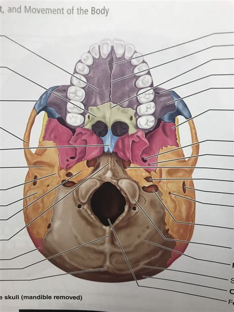 Skull Inferior Diagram Quizlet