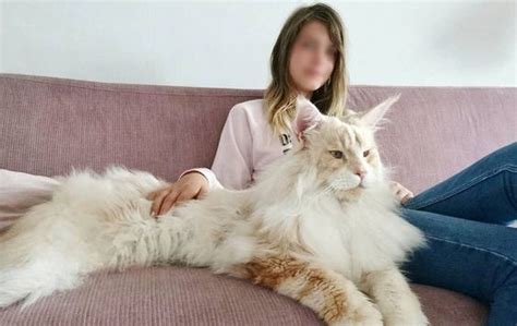 Waw Beratnya Mencapai Hingga Kg Inilah Deretan Ras Kucing Terbesar