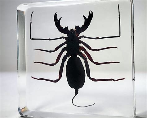 Bugs in Resin -Museum quality resin specimens