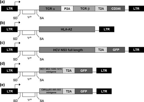 Structures of retroviral vectors used for gene transfer. A modified... | Download Scientific Diagram