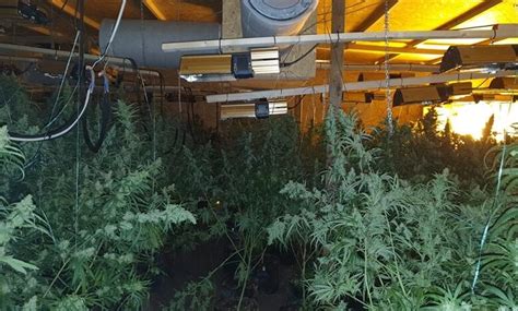 Mega Cannabis Plantagen Mit Rund Erntereifen Pflanzen Entdeckt