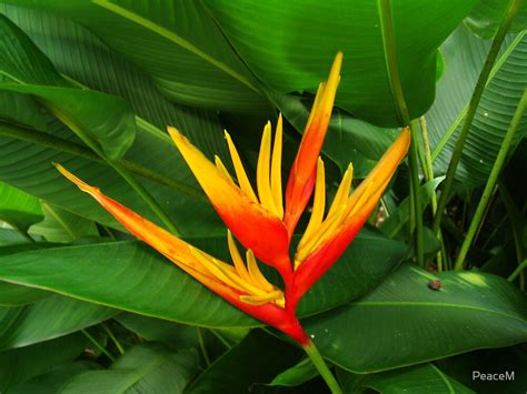 Tropical Flowers Series Orange Heliconia Ii By Peacem Redbubble