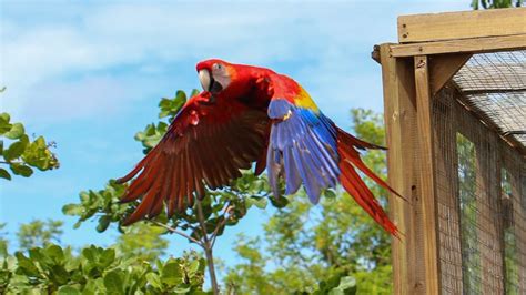 Copán Ruinas Realizará La Décima Liberación De Guacamayas Rojas