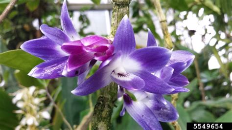 Dendrobium Orchid Dendrobium Victoriae Reginae