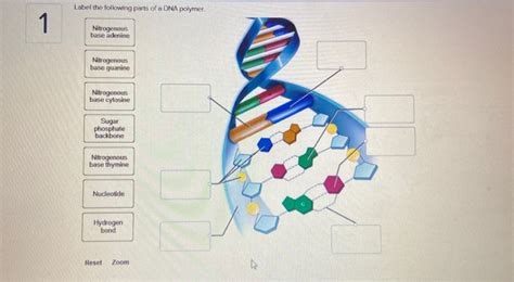 Solved Label the following parts of a DNA polymer | Chegg.com