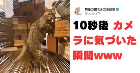 猫の「飼主にイタズラを目撃されたときの表情」にtwitter民も爆笑 笑うメディア クレイジー