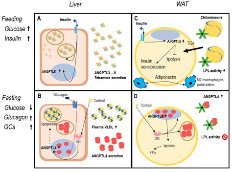 IJMS Free Full Text The Interplay Between Angiopoietin Like