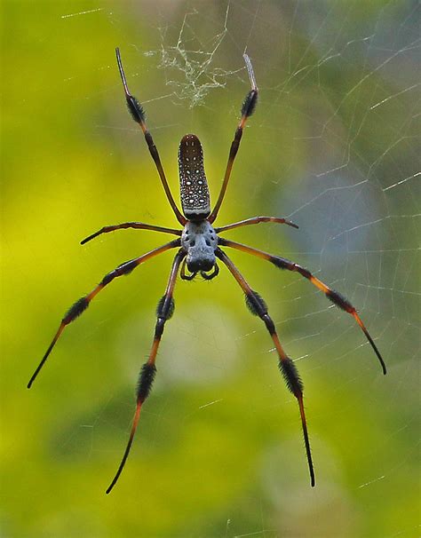 Golden Silk Spider Wekiwa Springs State Park Florida Flickr