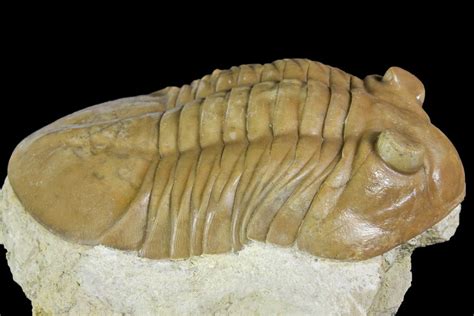 3.15" Asaphus Latus Trilobite - Russia (#151871) For Sale - FossilEra.com