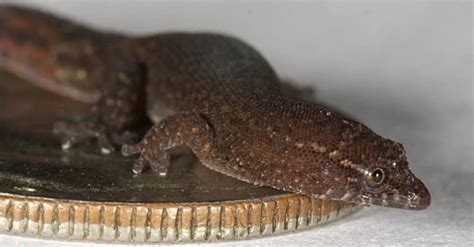 The 9 Smallest Lizards In The World One Was Just Discovered A Z