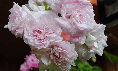 Пеларгония Millfield Rose