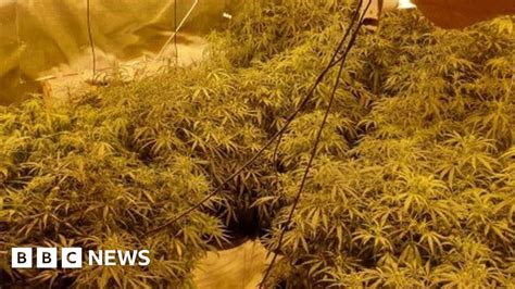 Lancashire Police Shut Down 70 Cannabis Farms Worth £2m Bbc News