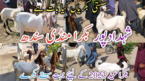 Bakra Mandi Shahdadpur Latest Update Today Mix Goat Breed Date 20