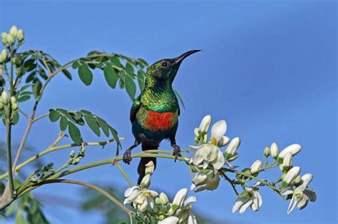 15 of The Most Beautiful Birds of Africa