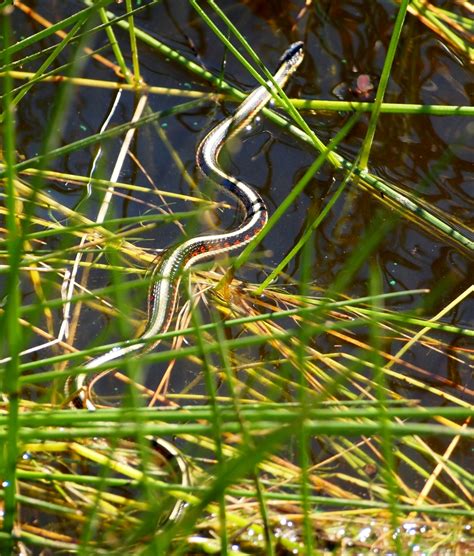 Valley Garter Snake California Garter Snakes · Inaturalist Australia