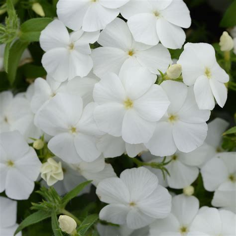 Phlox Flowers Colors