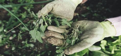 Edible Weeds: 9 Common Weeds You Can Eat - Utopia