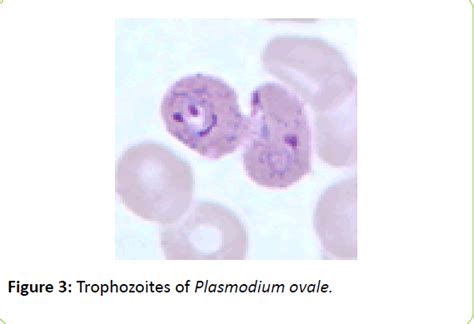 Plasmodium Ovale Stages