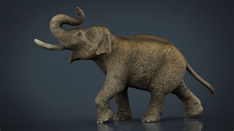 Asian Elephant 3d Model 13 Unknown Fbx Max Ma Obj Stl Free3d