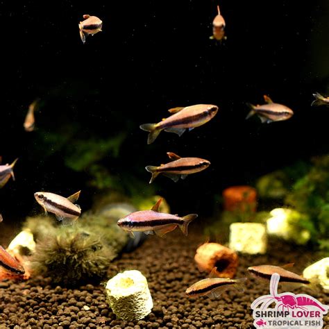 Purple Emperor Tetra (Large) – Shrimp Lover & Tropical Fish