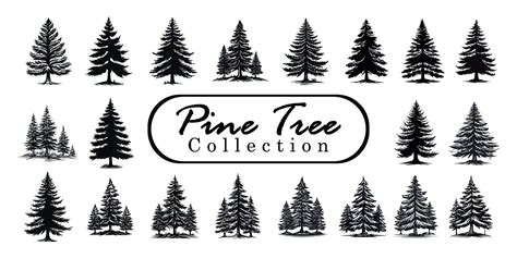 Pine Trees Silhouettes Or Fir Trees Collection Set Vintage Set Of