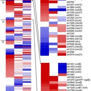 Comparison of heat stress responsive genes in CS and ΔrpoZ. The left ... 
