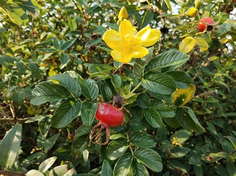 Huawei P30 Pro. Aparat - dyskusja ogólna i zdjęcia wykonane telefonem