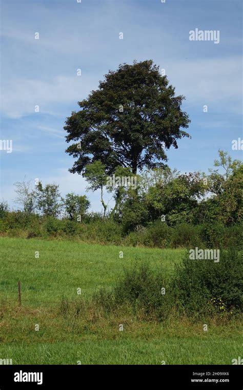 Typical Wallonian landscape in late summer, taken from the southernmost ...