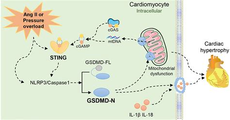 GSDMD Gasdermin D Mediates Pathological Cardiac Hypertrophy And