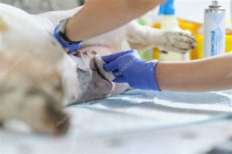 Veterinario Examina Una Sutura De Perros Despu S De La Cirug A Costura