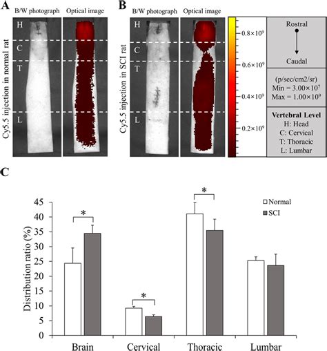 Quantitative in vivo distribution of Cy5.5 fluorescent dye. (A, B) The ...