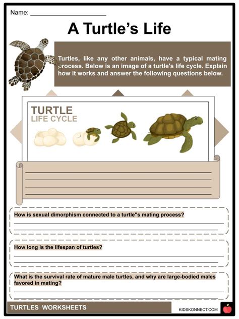 Turtle Worksheets And Facts Description Habitat Species Status