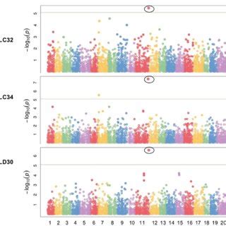 Manhattan Plots Of Gwas Results Showing Significant Snps Associated