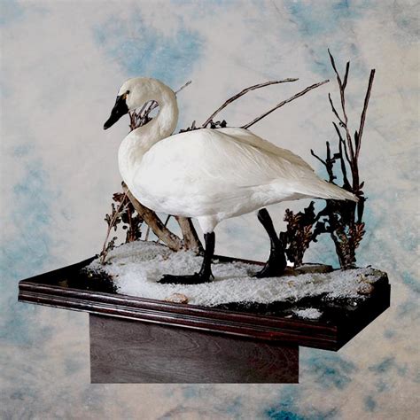 Goose And Swan Taxidermy In Nevada Whistle Wings Avian Taxidermy