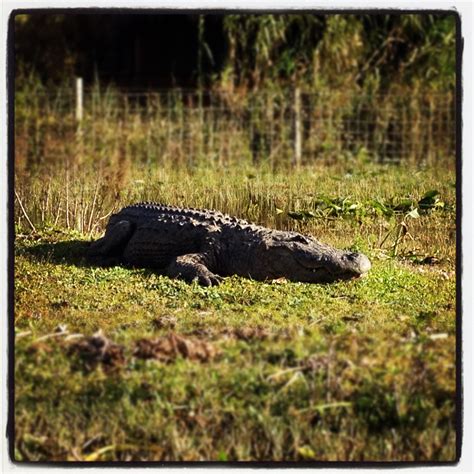 Animals of the Everglades - Vagabond3