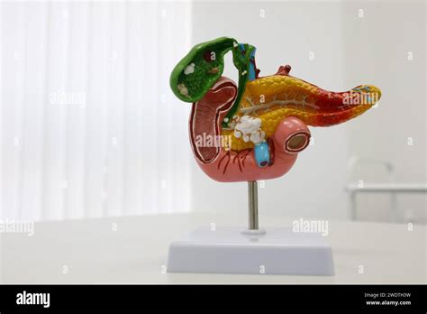 anatomical illustrations of human organs. High quality photo Stock ...