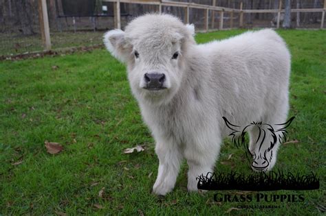 Gallery 3 — Grass Puppies
