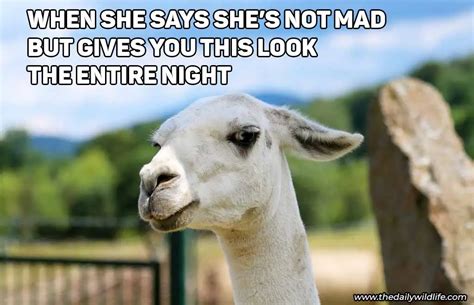 25 Llama Memes Jokes Funny As Hell The Daily Wildlife