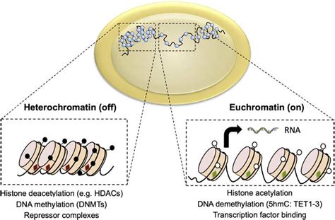 Chromatin Dynamics Influence Gene Transcription Dna Within A Cell S