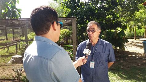 Clube Rural Deste Domingo Destaca Produ O De Acerola Org Nica