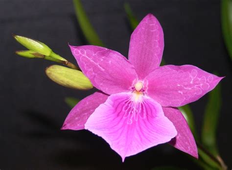 Miltonia Honolulu Orchid Plant Care And Culture Travaldos Blog