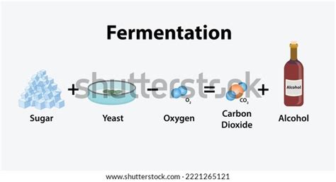 Process Fermentation Sugar Plus Yeast Without Stock Vector Royalty