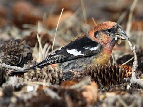 White-winged Crossbill Immature male | White wings, Wings, Ornithology