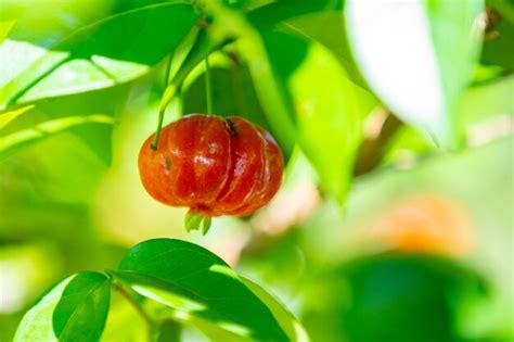 Frutos maduros de pitanga eugenia uniflora na árvore e fundo desfocado