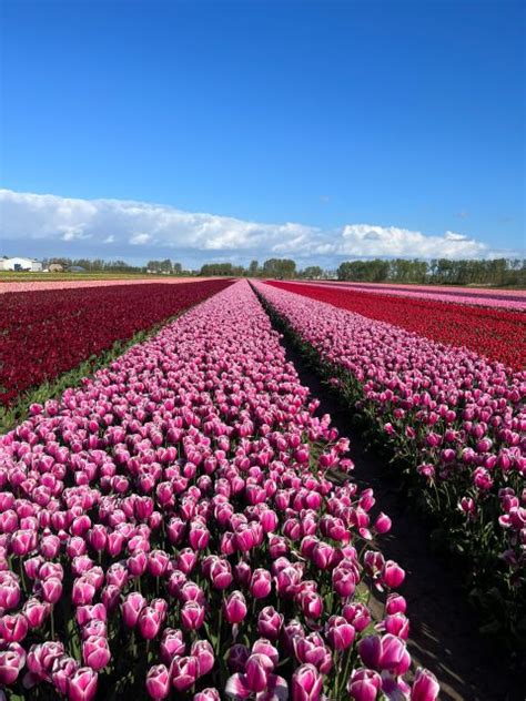 Keukenhof Private Keukenhof And Free Tulip Tour GetYourGuide