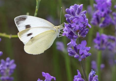 De Vlinderstichting | Butterfly Conservation Europe