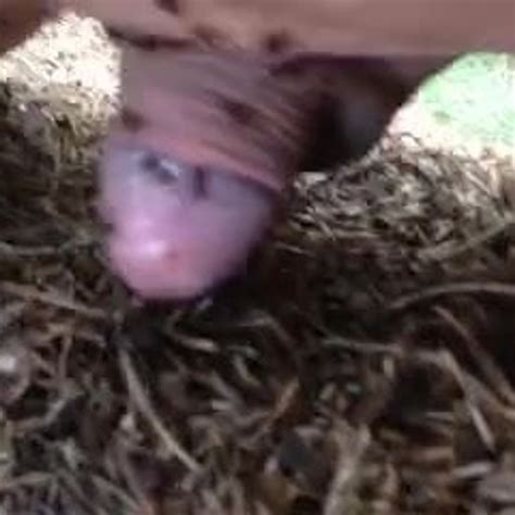 Ants BDSM Free Man BDSM Gay Porn Video E XHamster XHamster