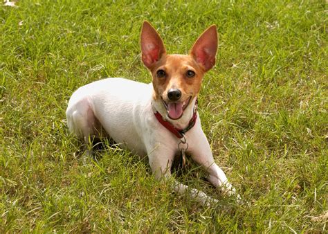 The Story behind Switzerland’s Specific Pet Laws — Observing Leslie